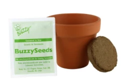 Buzzy Seed Toys Coneflower Mini Grow Kit