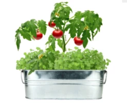 Buzzy Seed Taco Night Grow Kit Toys