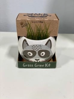 Buzzy Seed Raccoon Ceramic Kit